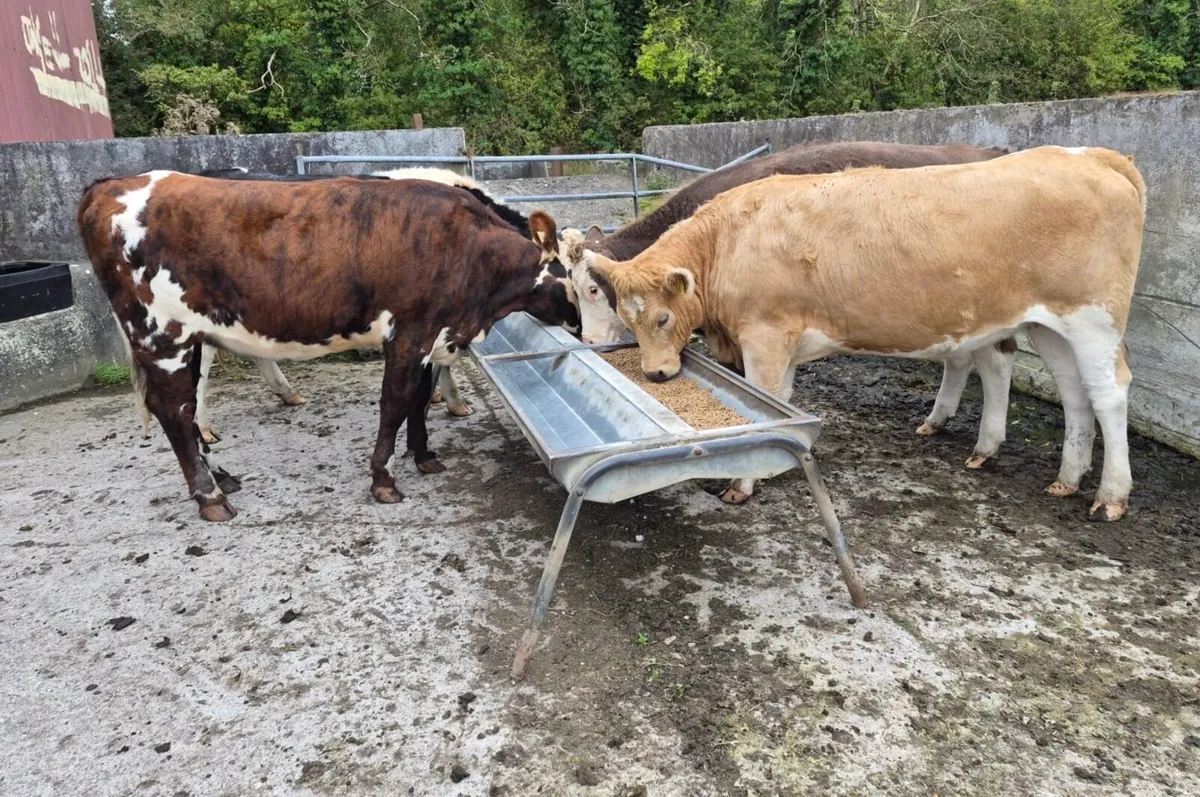Store Heifers - Image 1
