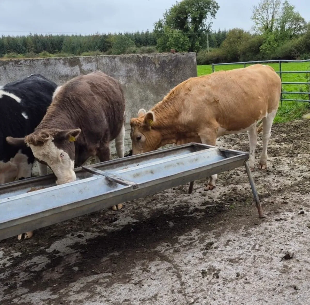 Store Heifers - Image 2