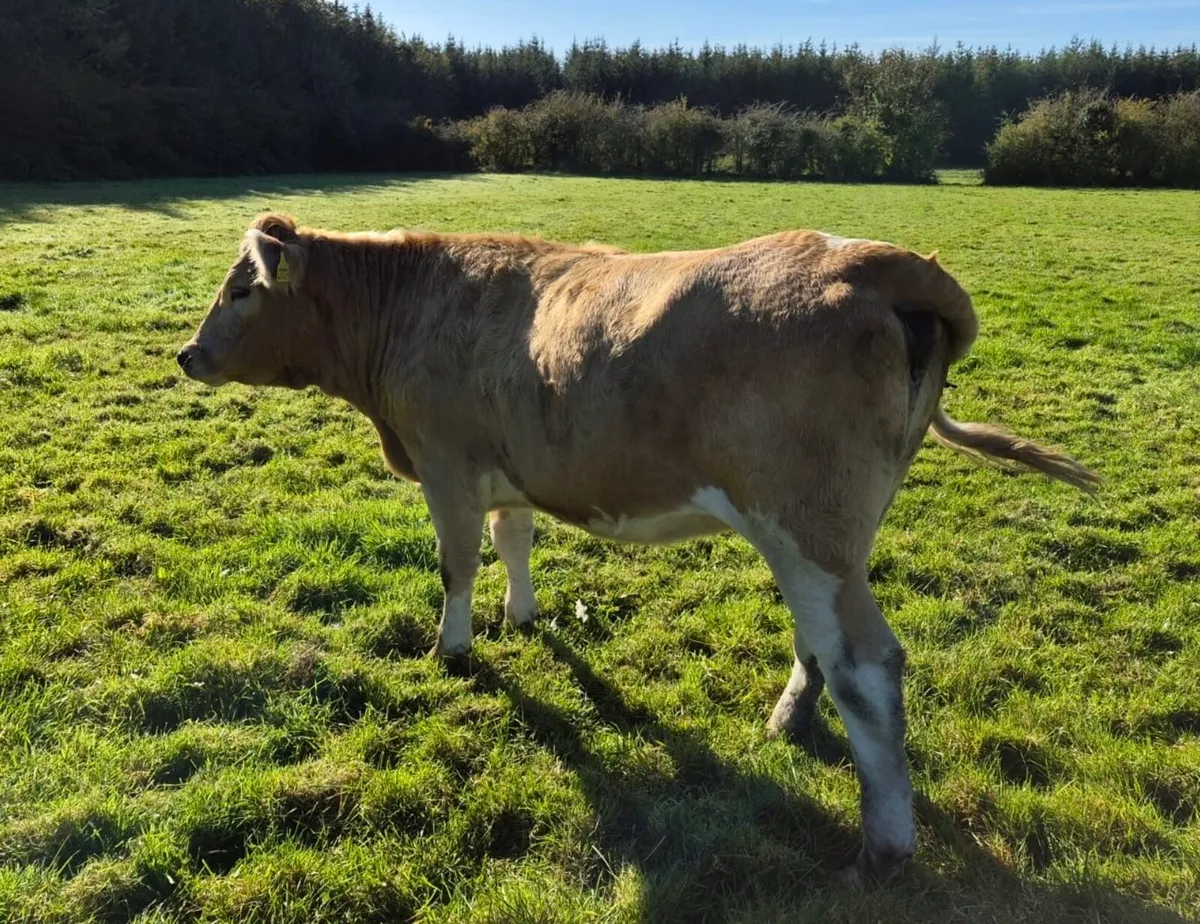 Store Heifers - Image 4