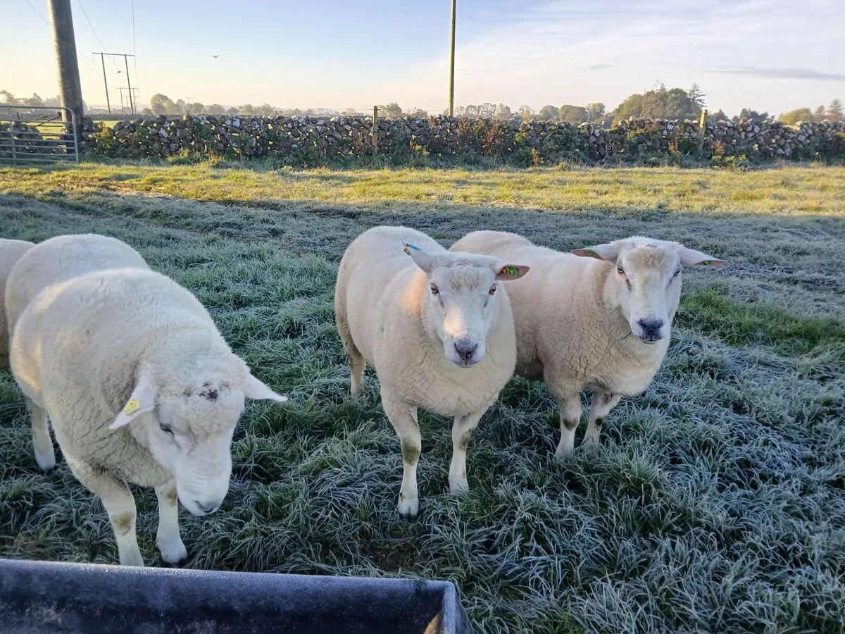 Galway rams - Image 2