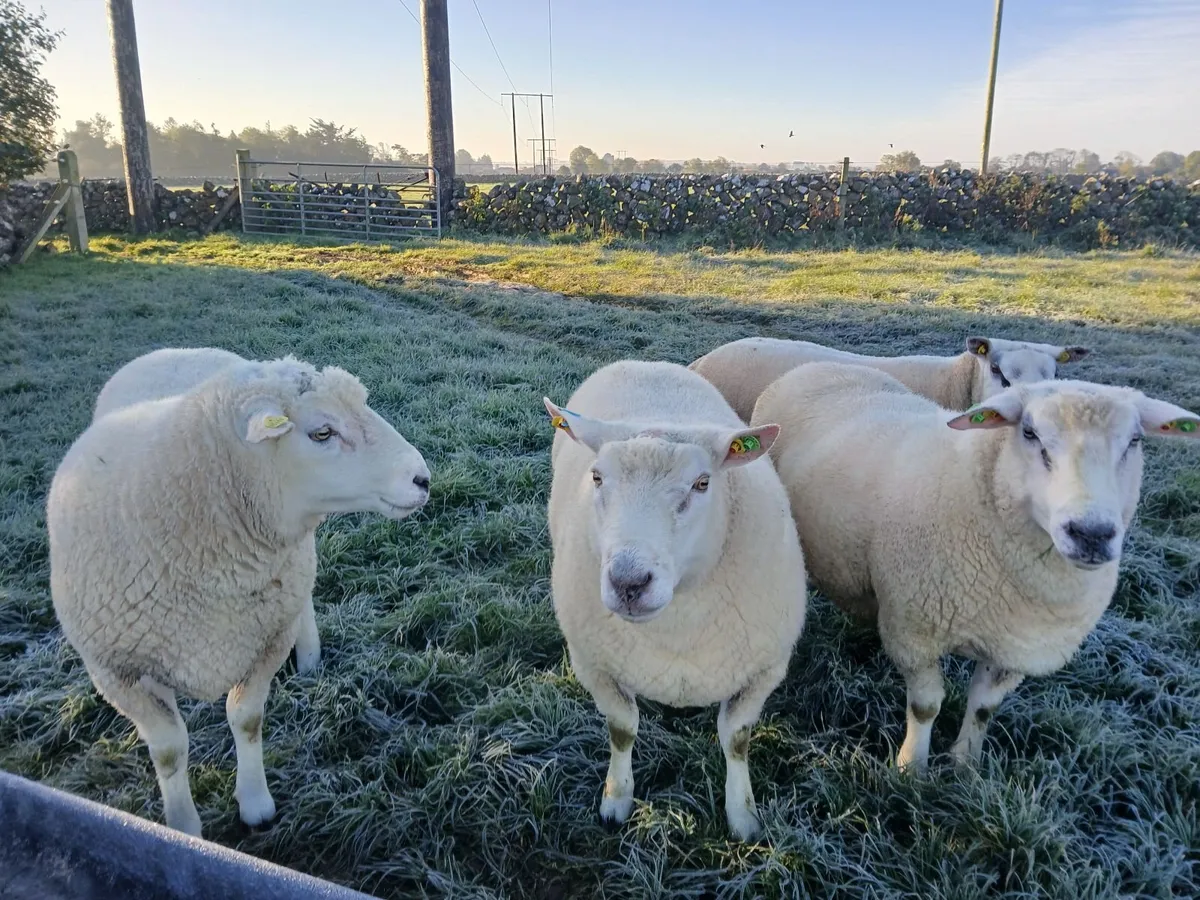 Galway rams - Image 1