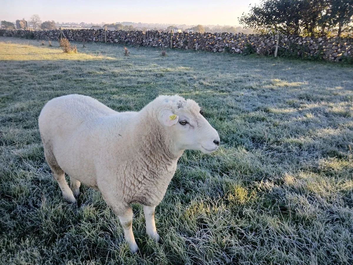 Galway rams - Image 3