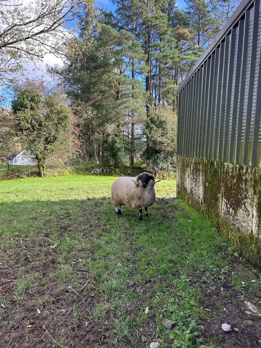 Scotch hogget ram - Image 1
