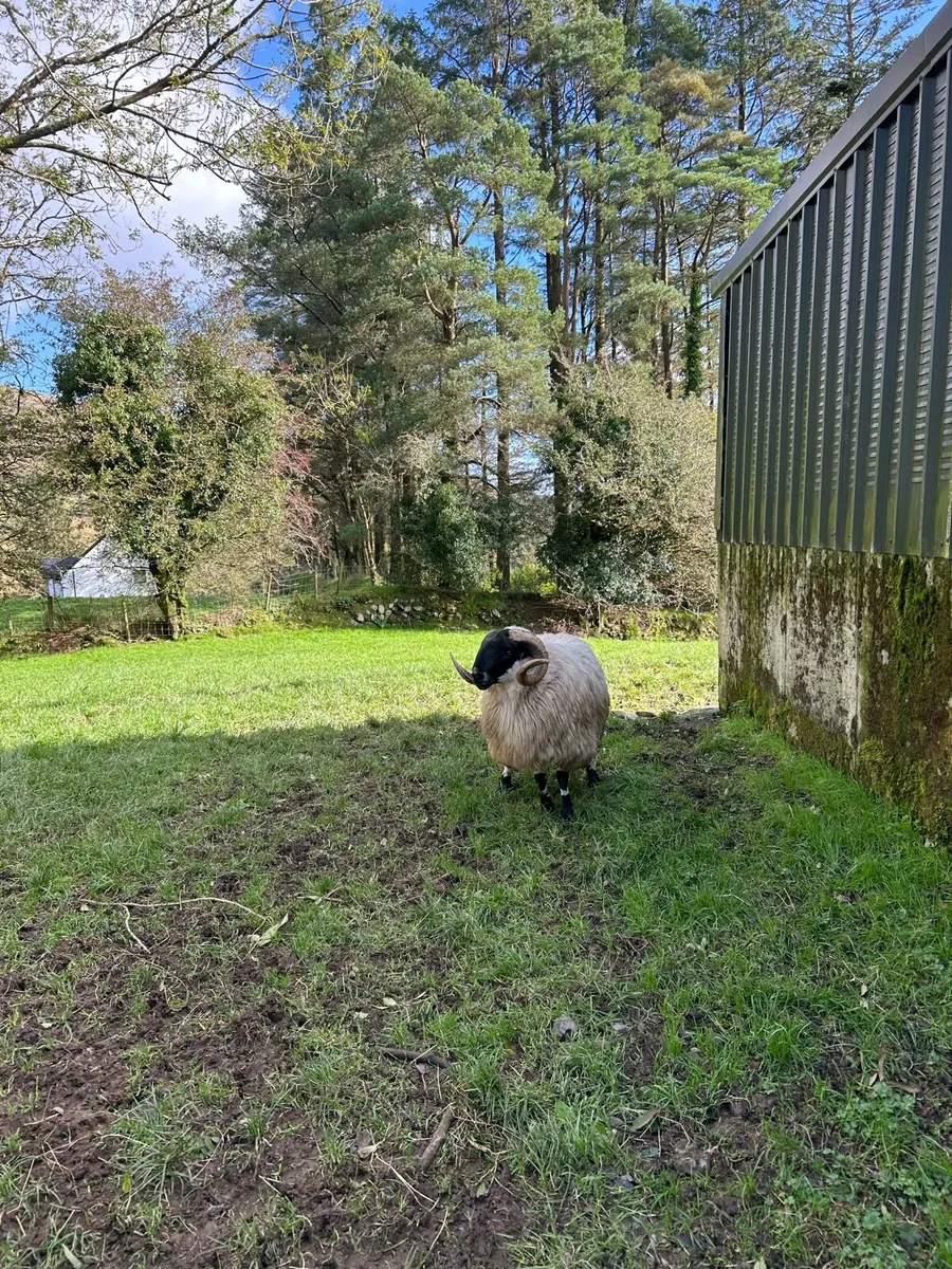 Scotch hogget ram - Image 2