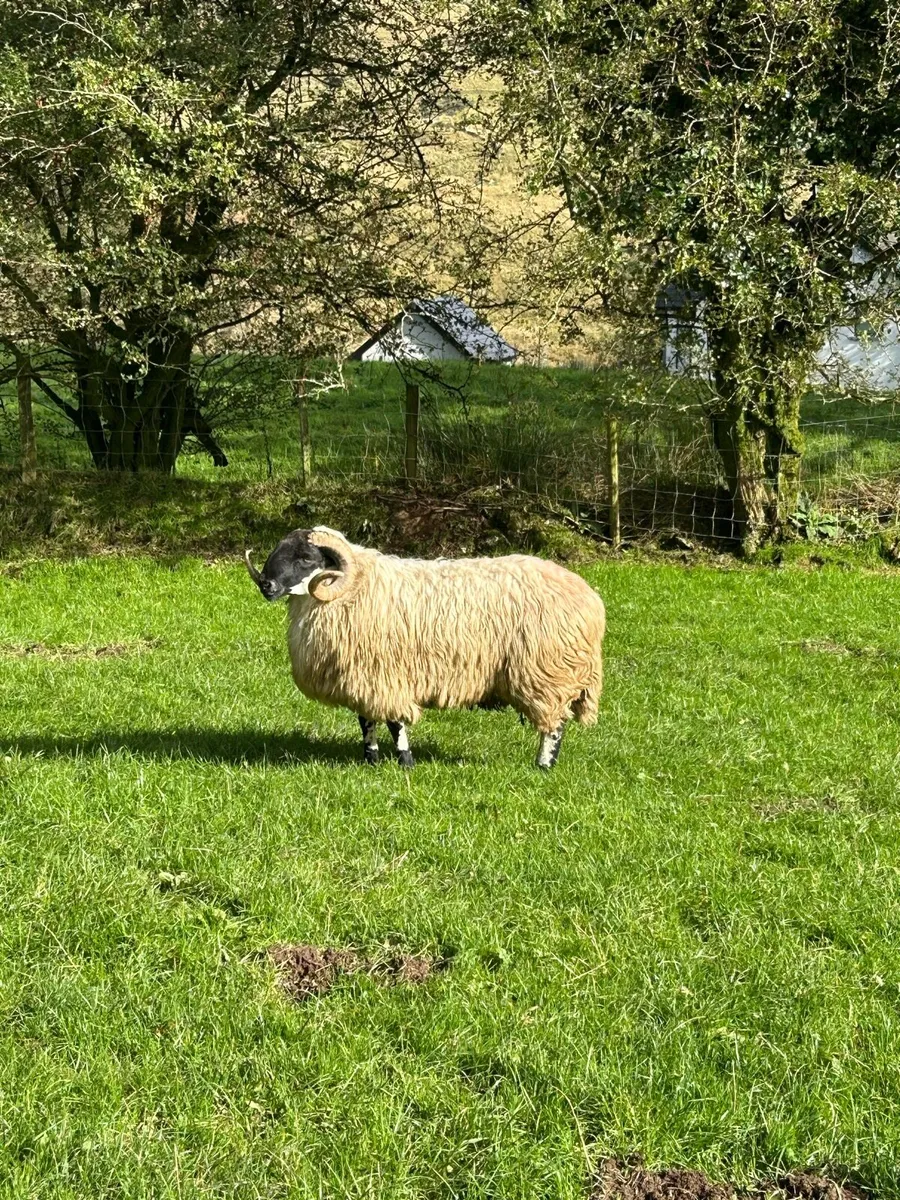 Scotch hogget ram - Image 3