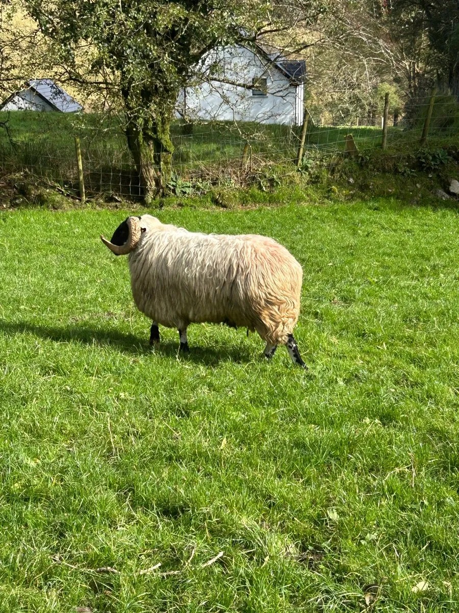 Scotch hogget ram - Image 4