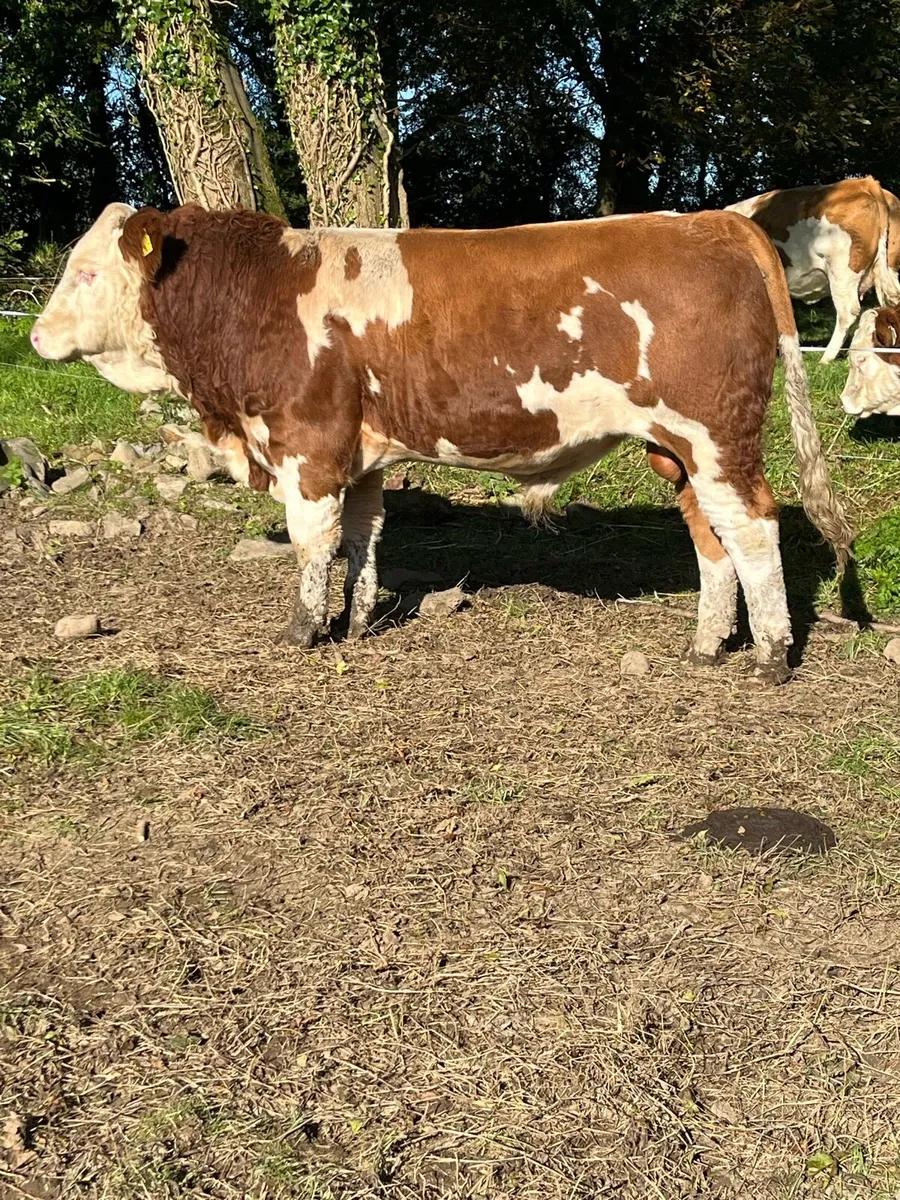 Pedigree Fleckvieh Bull for Sale - Image 2