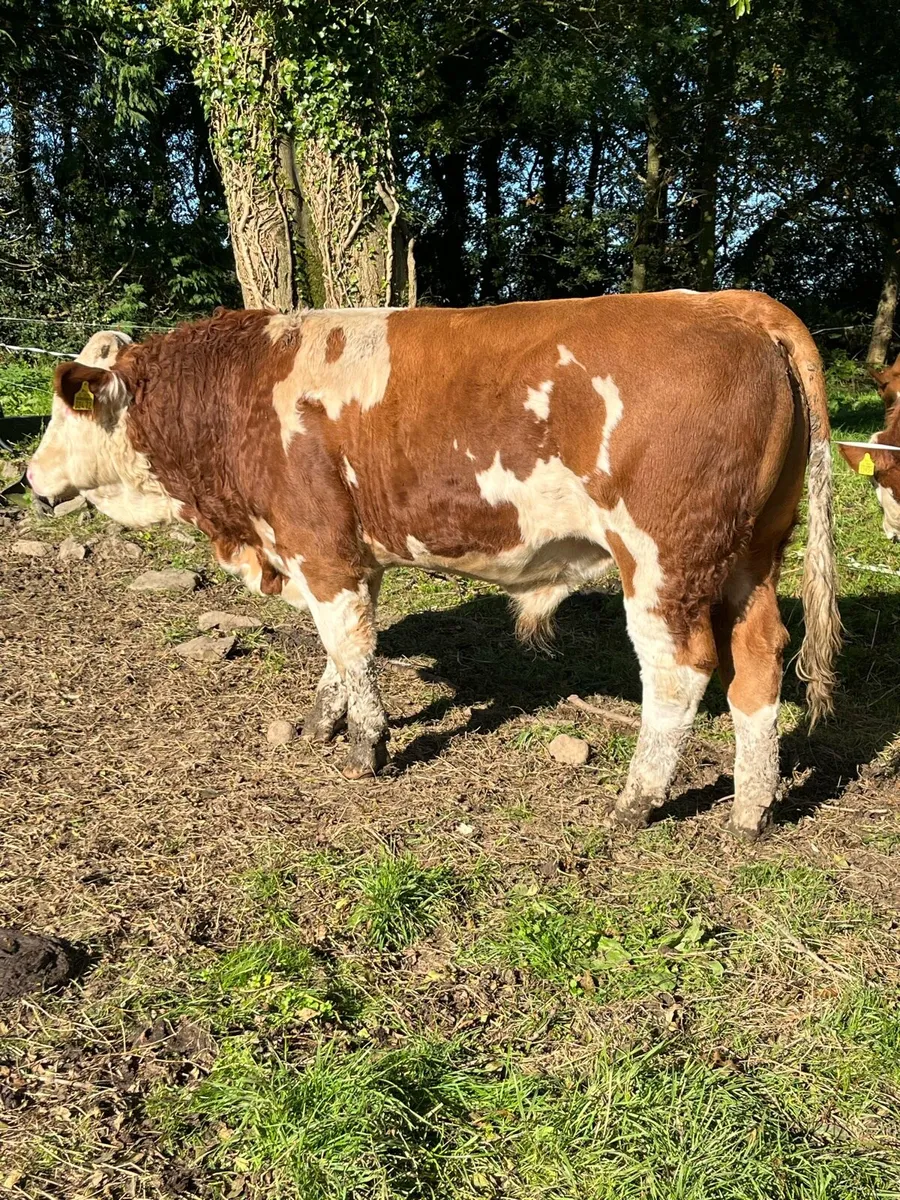 Pedigree Fleckvieh Bull for Sale - Image 3