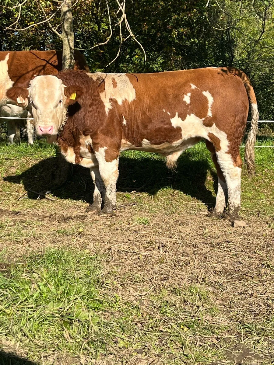 Pedigree Fleckvieh Bull for Sale - Image 1