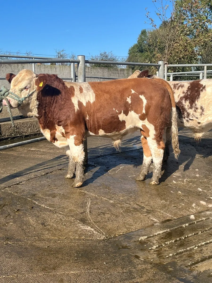Pedigree Fleckvieh Bull for Sale - Image 4