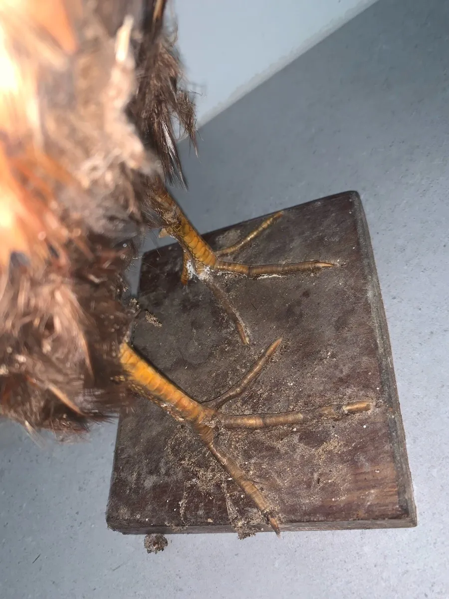Taxidermy pheasant - Image 3