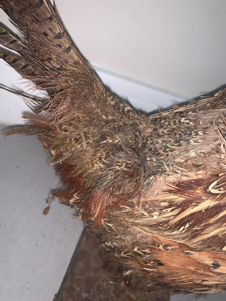 Taxidermy pheasant - Image 4