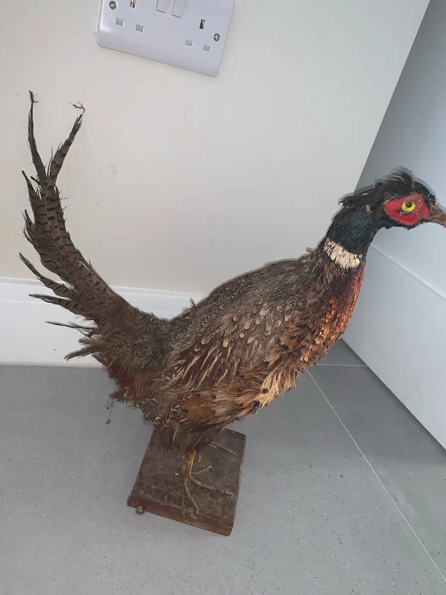 Taxidermy pheasant - Image 1