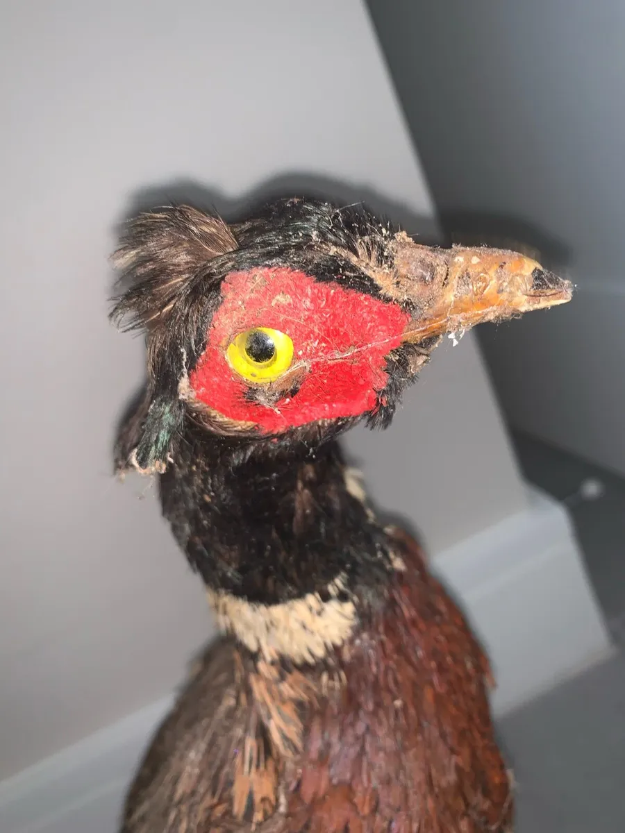 Taxidermy pheasant - Image 2