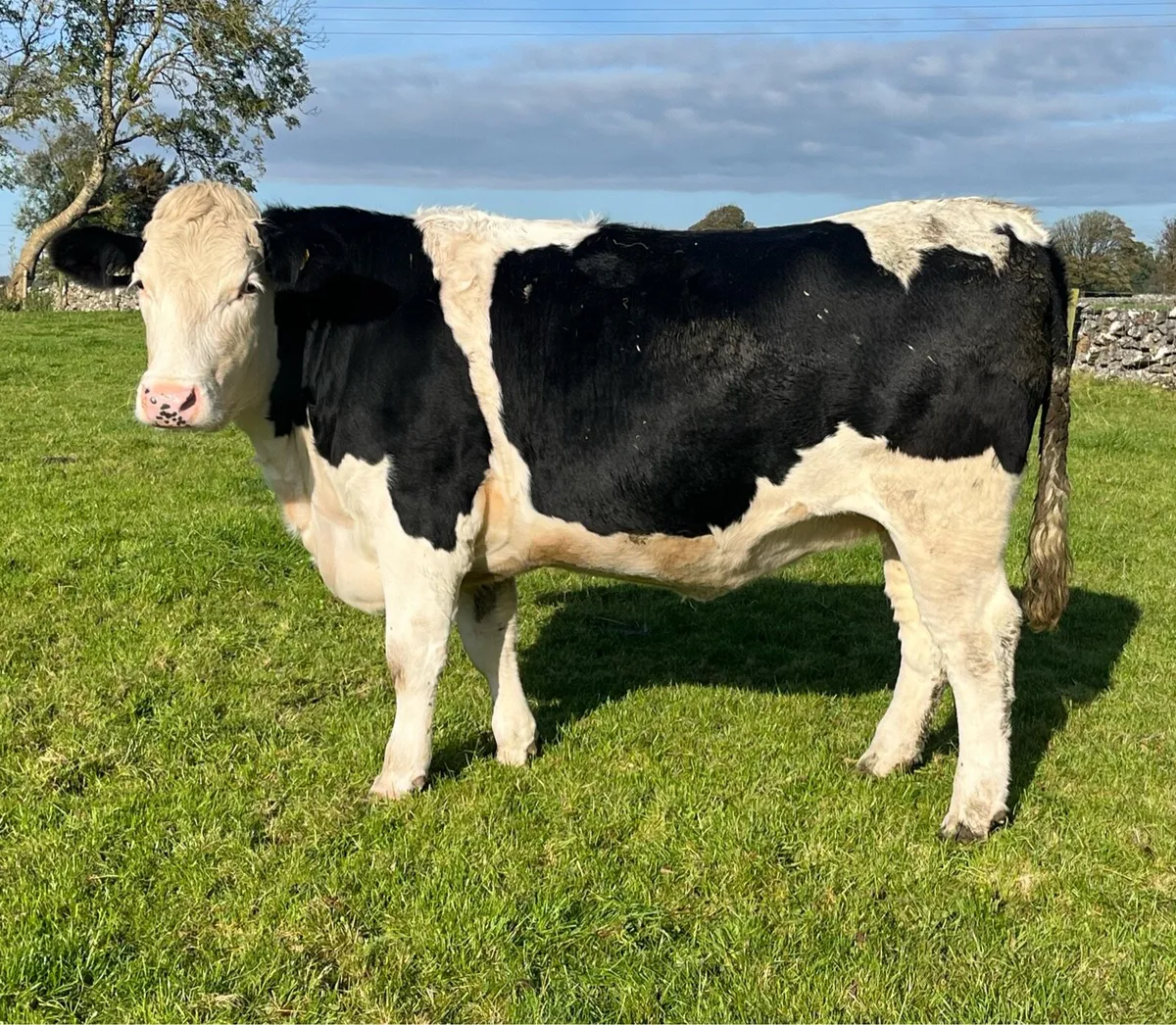 5 Star Genotyped Incalf Simmental Heifers - Image 1