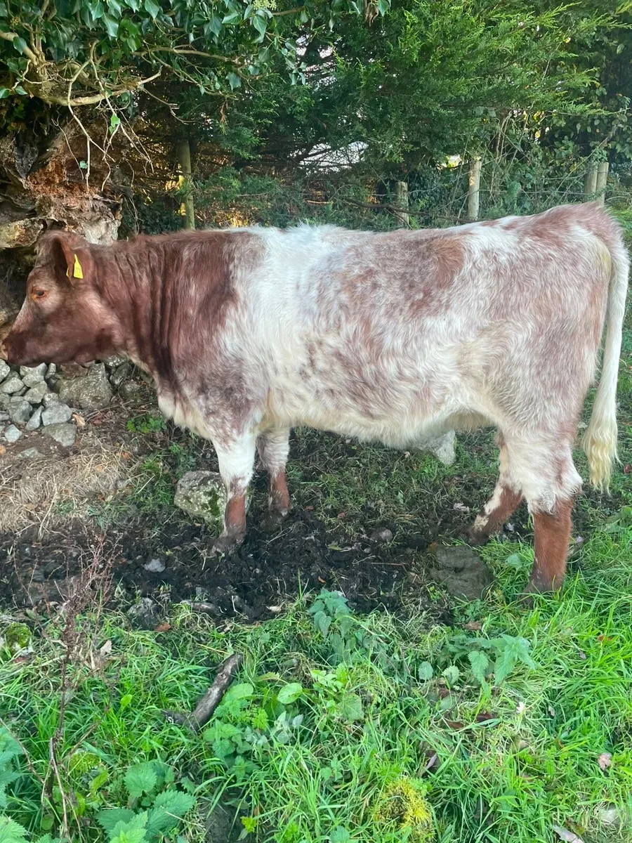 Roan incalf heifers - Image 2