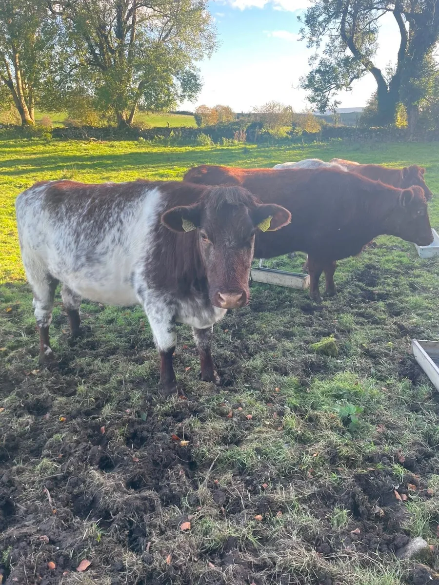 Roan incalf heifers - Image 3