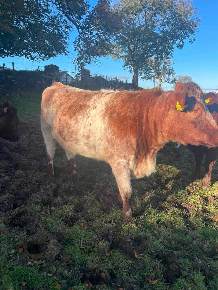 Roan incalf heifers - Image 4