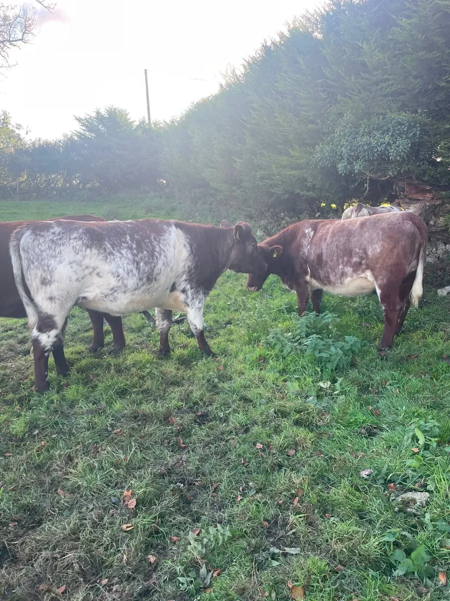 Roan incalf heifers - Image 1