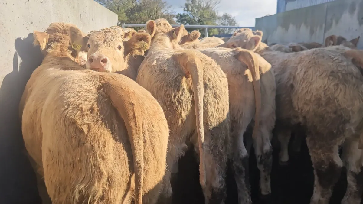**20 Super U Grade CHX Heifers** - Image 1