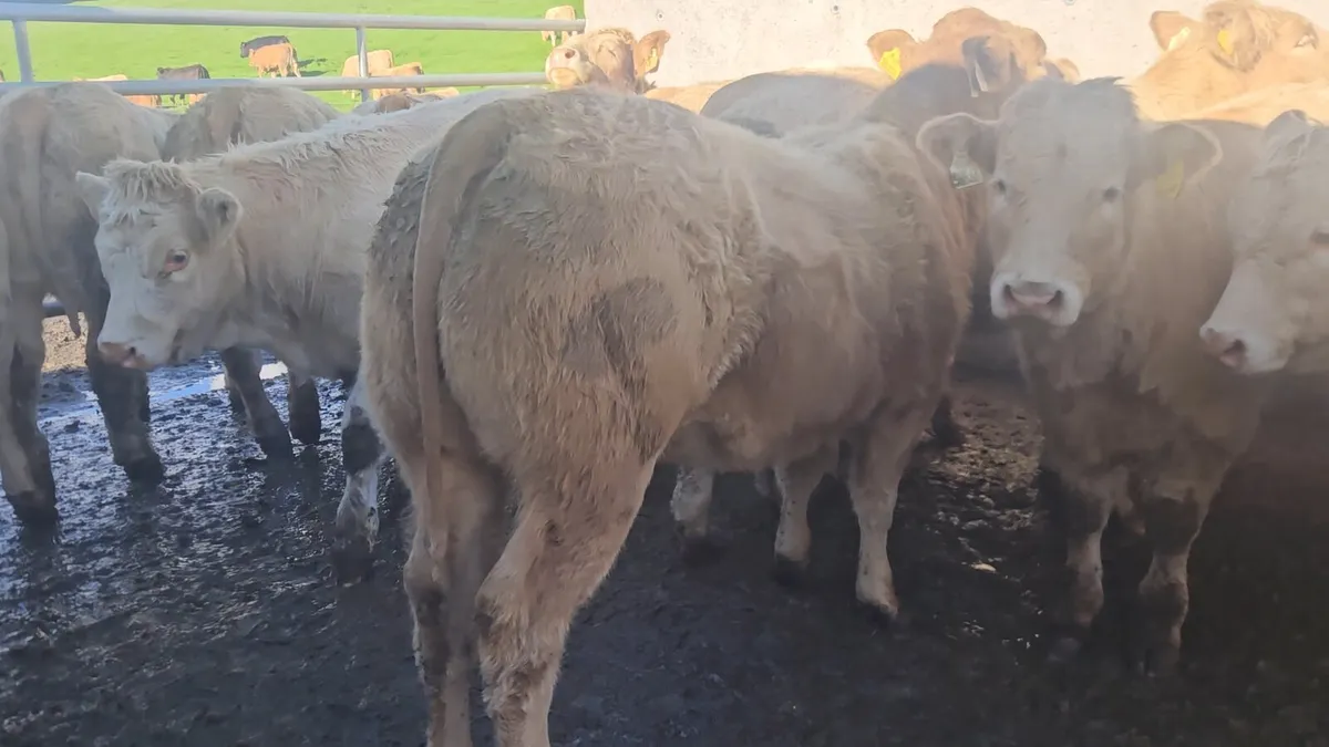 **20 Super U Grade CHX Heifers** - Image 2