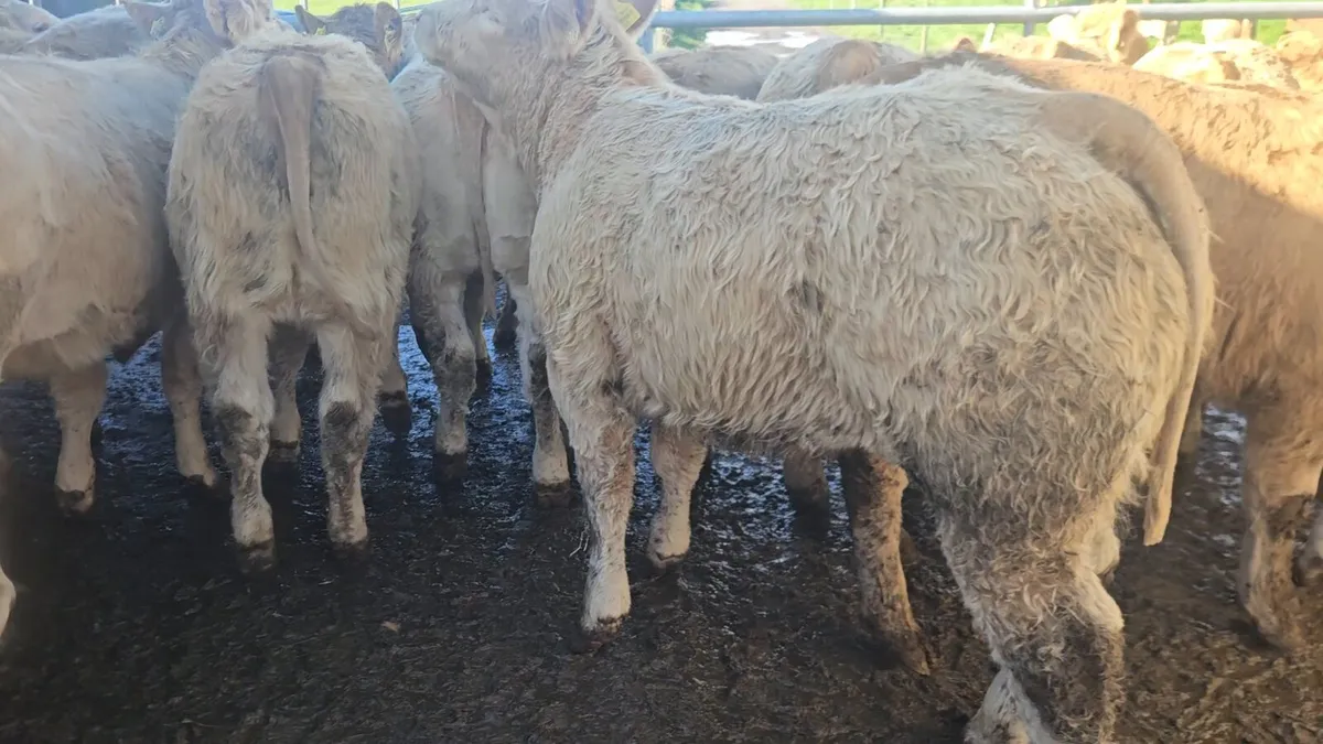 **20 Super U Grade CHX Heifers** - Image 3