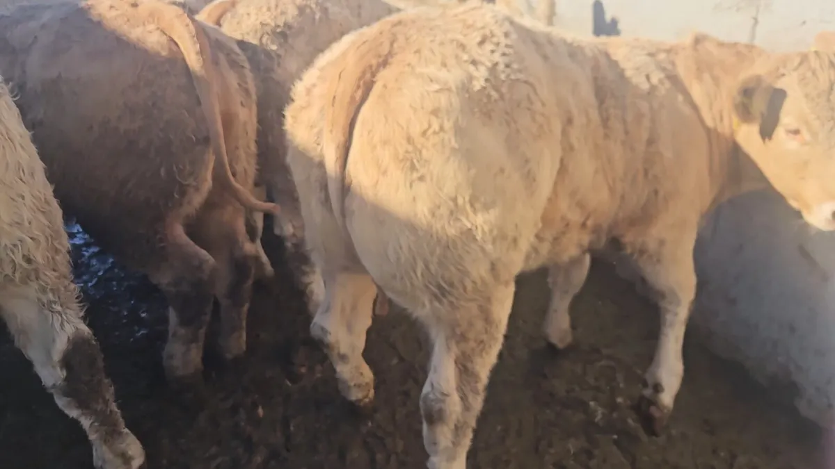 **20 Super U Grade CHX Heifers** - Image 4