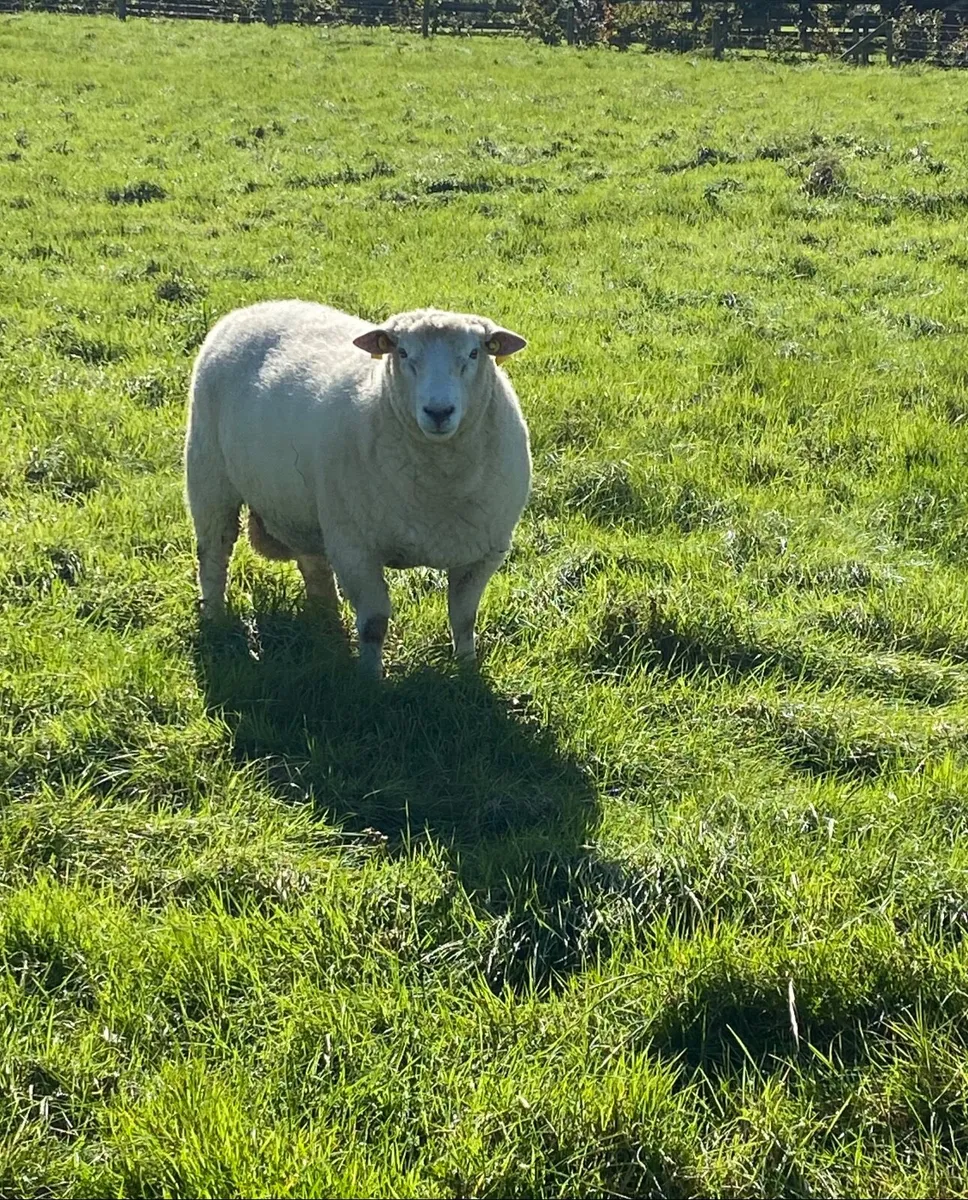 Galway Hoggat Rams - Image 1