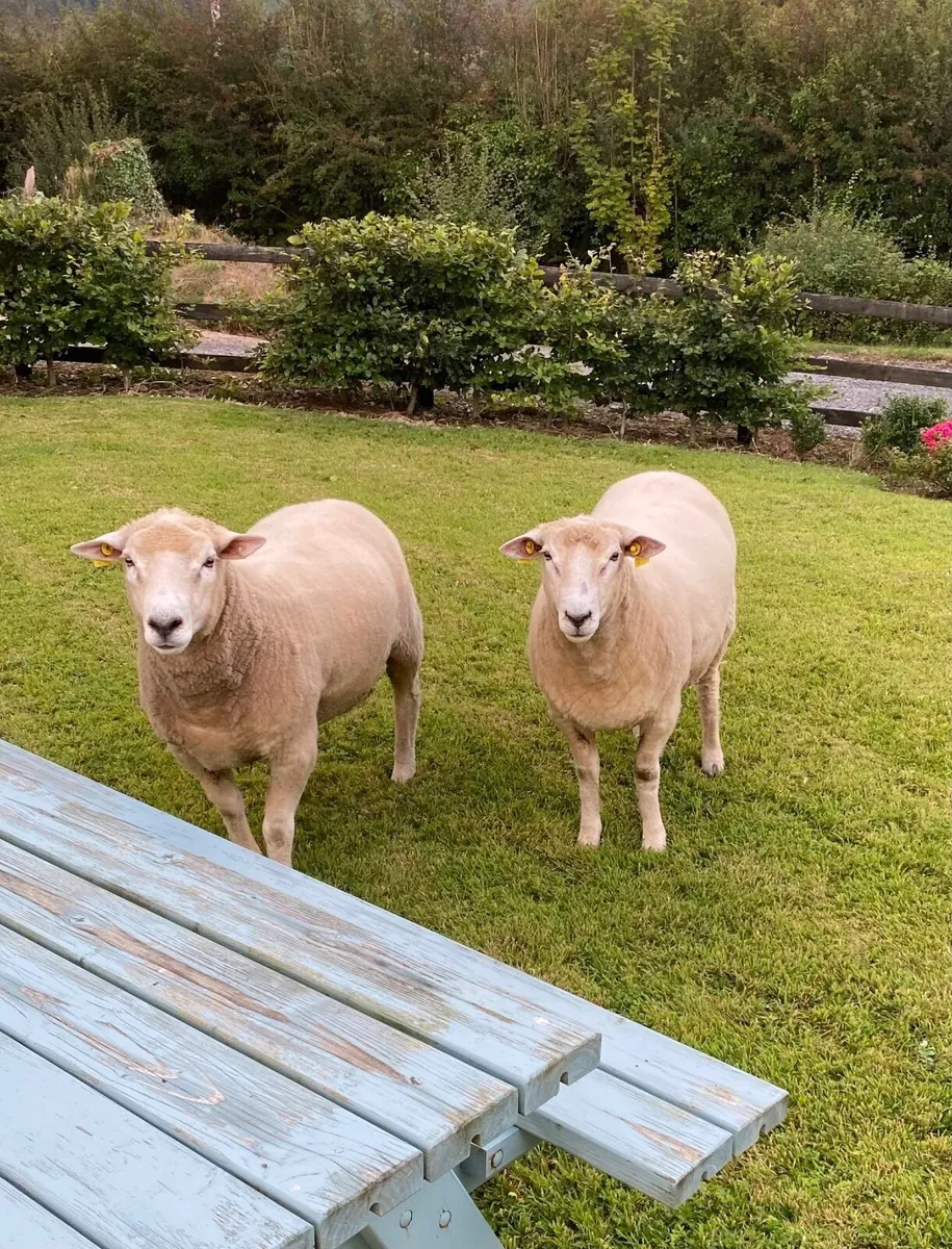 Galway Hoggat Rams - Image 3