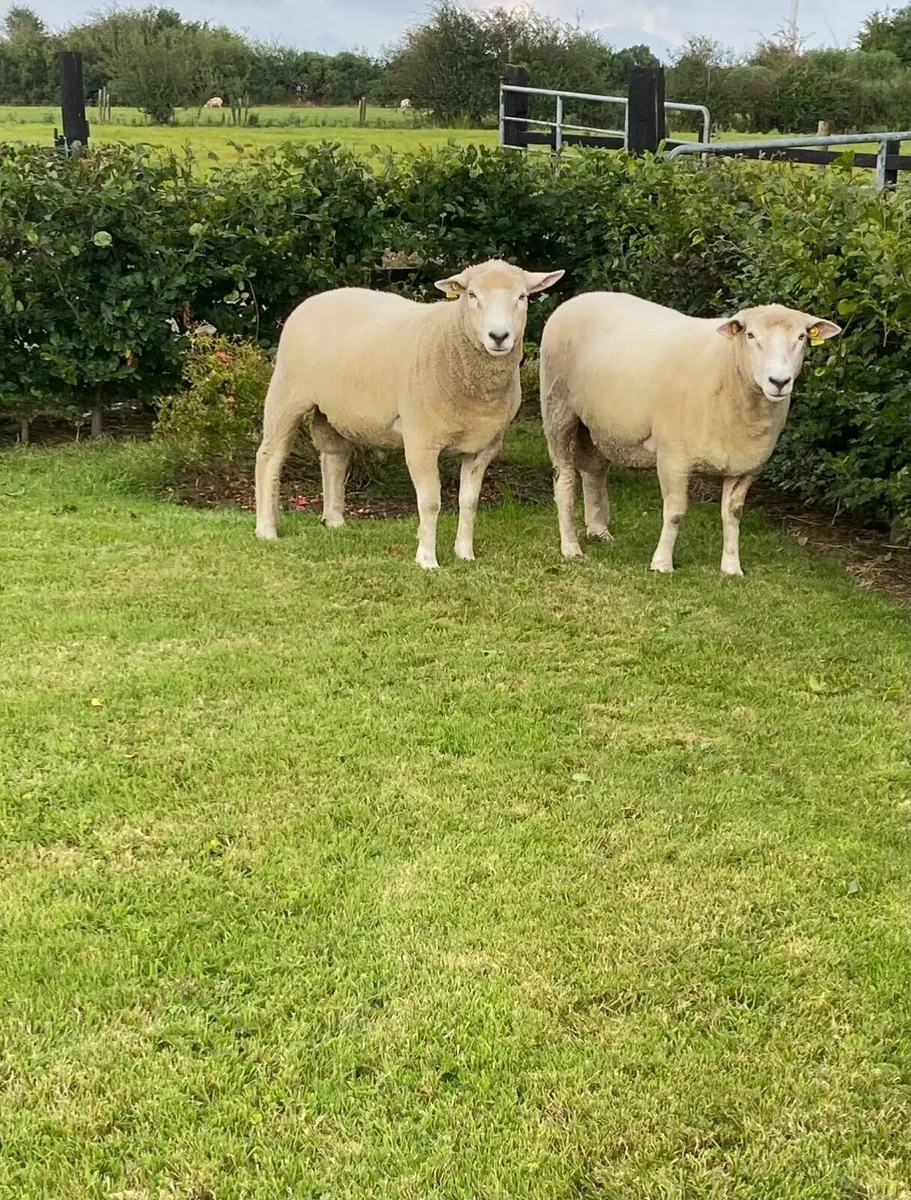 Galway Hoggat Rams - Image 4