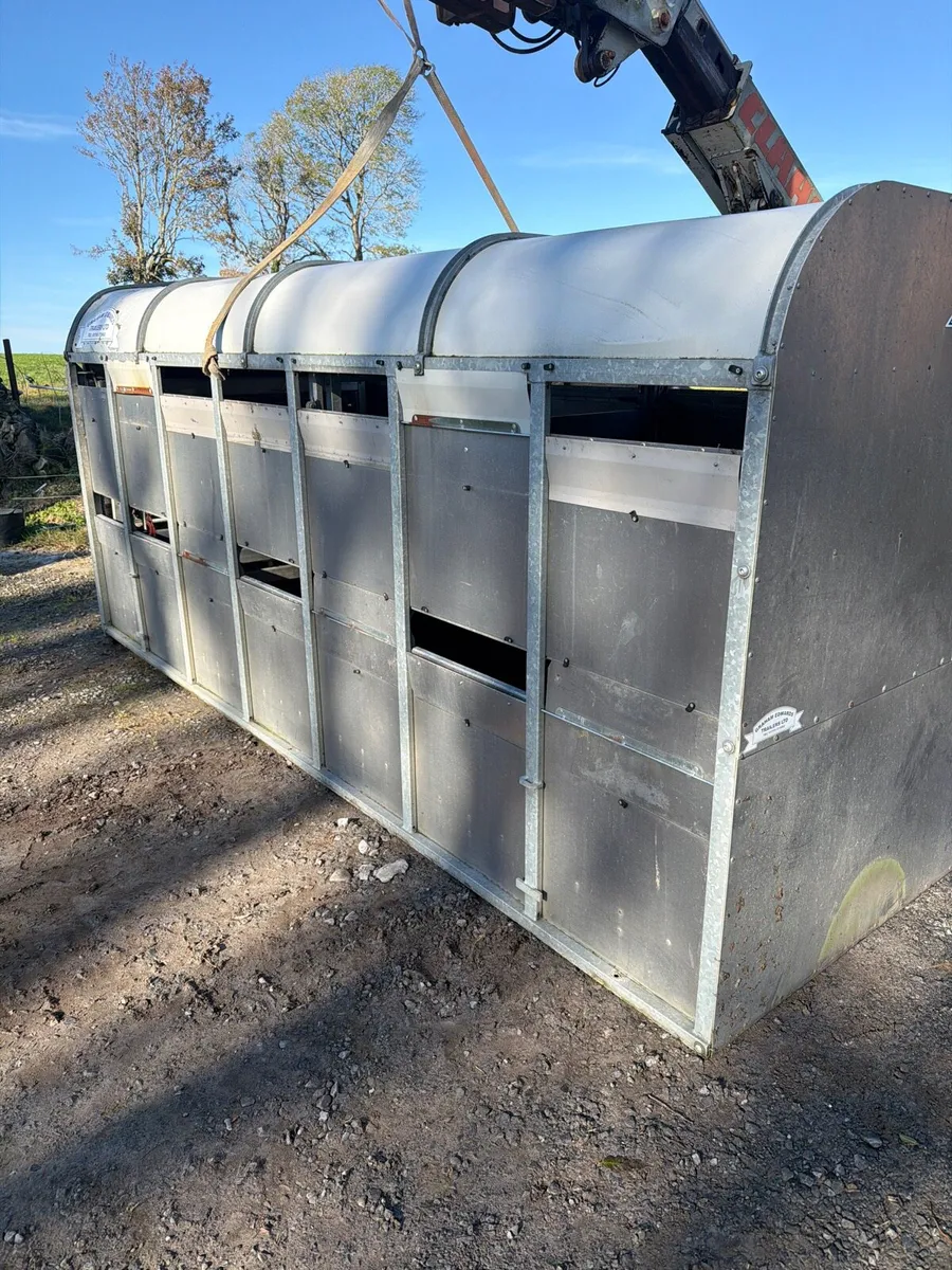 Cattle body - Image 3