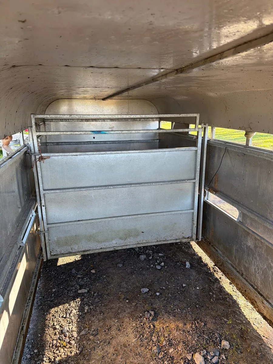 Cattle body - Image 4