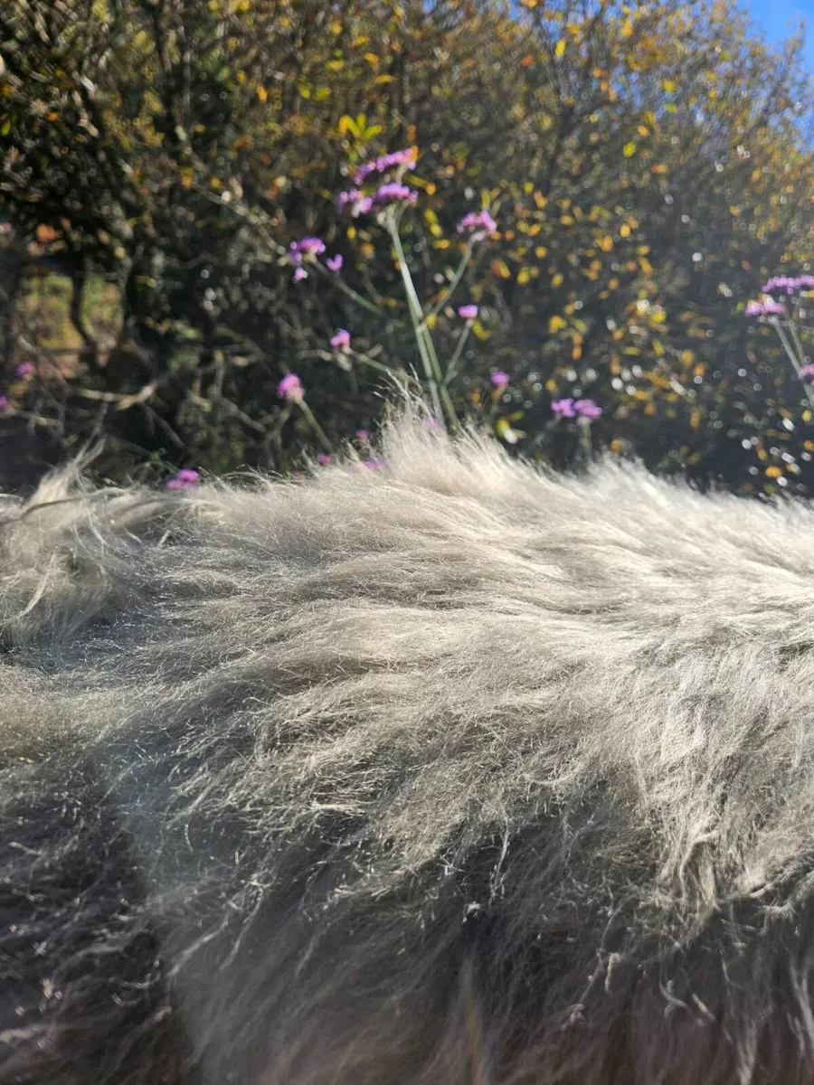2 New Sage | Khaki Green Genuine Sheepskin Rugs - Image 4