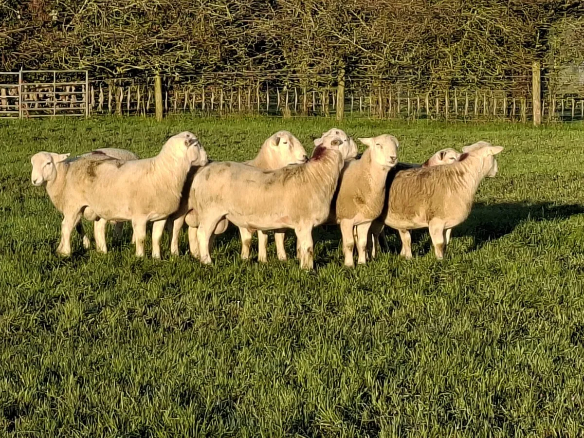 Easycare Ram lambs - Image 3