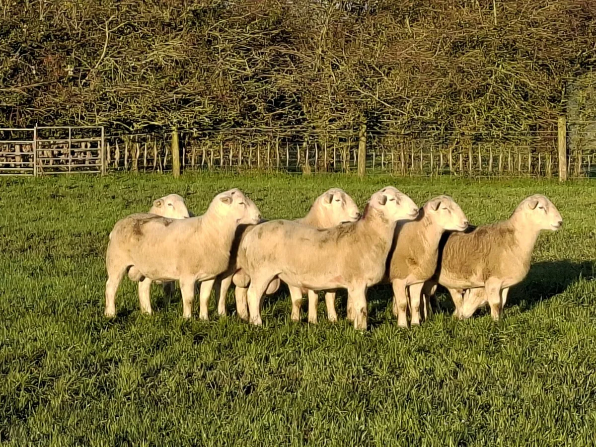 Easycare Ram lambs - Image 4