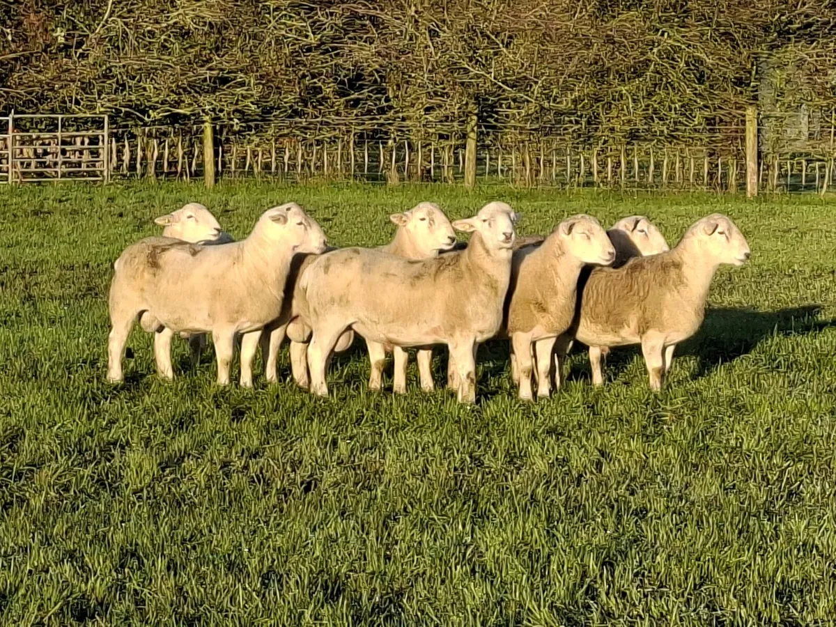 Easycare Ram lambs - Image 1
