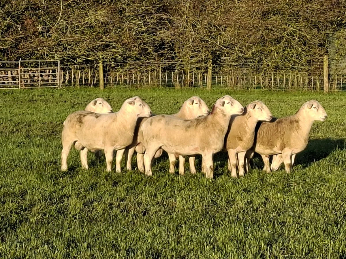 Easycare Ram lambs - Image 2