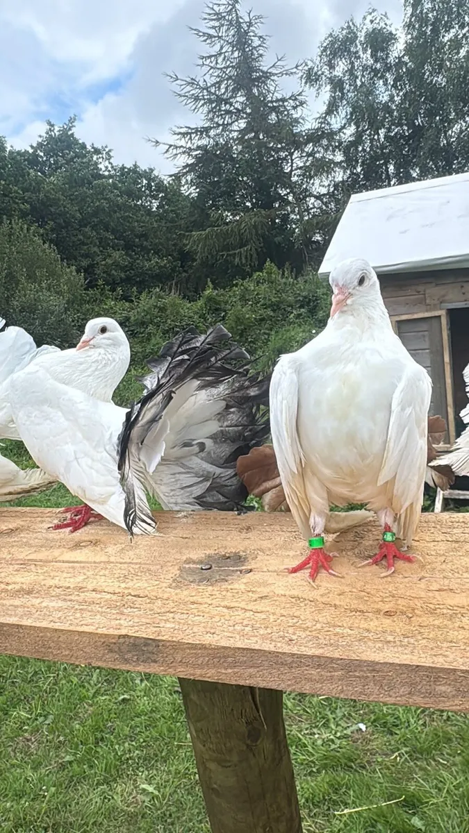 Pigeons (read ad) - Image 2