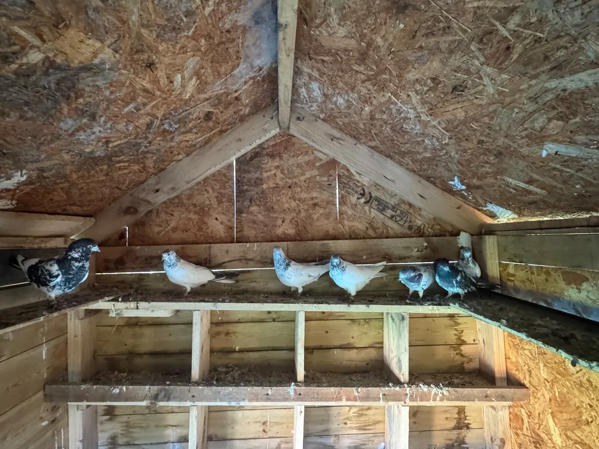 Pigeons (read ad) - Image 4