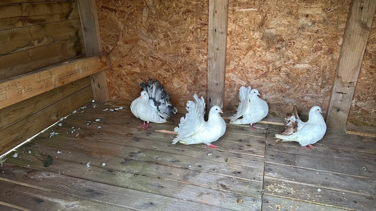 Pigeons (read ad) - Image 1