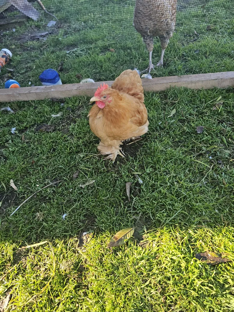 Call ducks and pekin bantams - Image 1