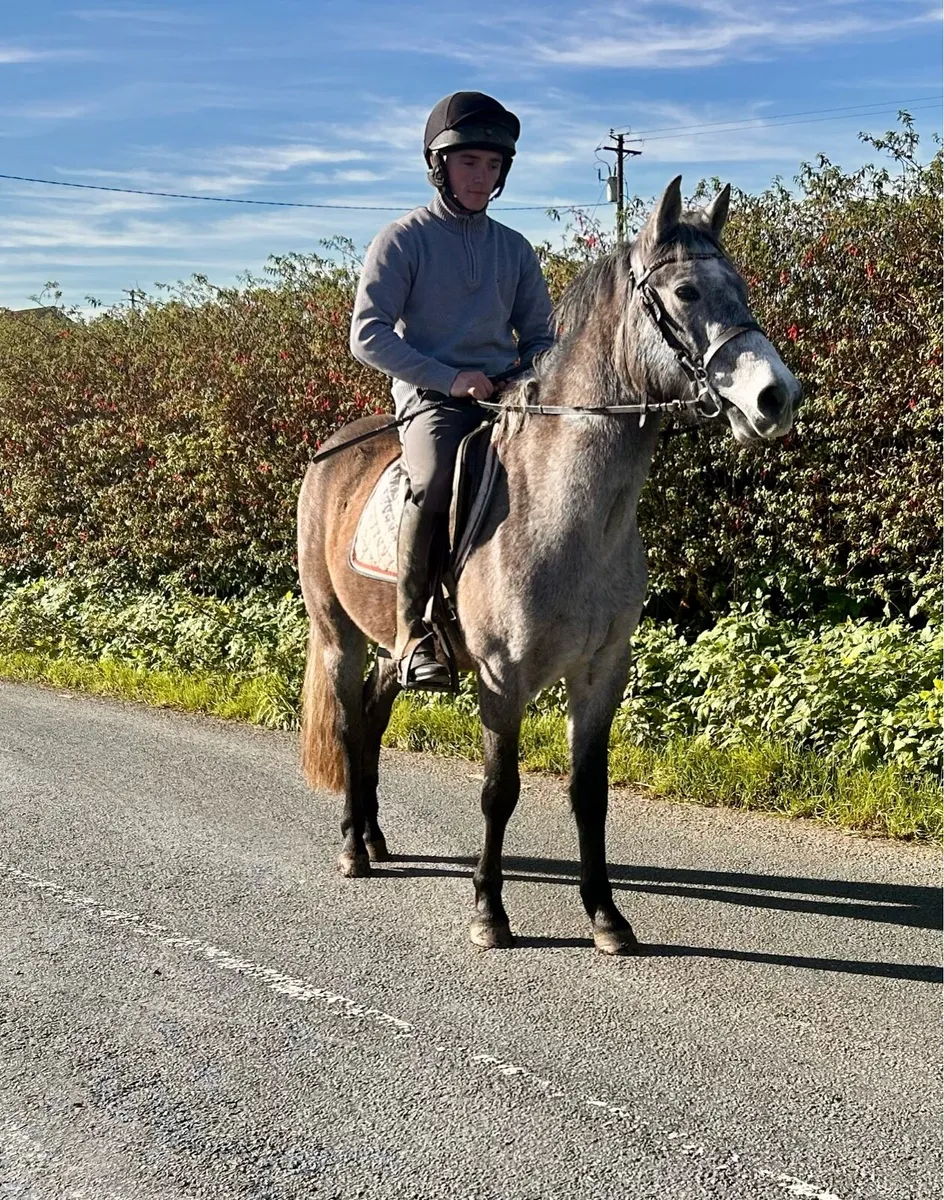 Lovely allrounder - Image 2