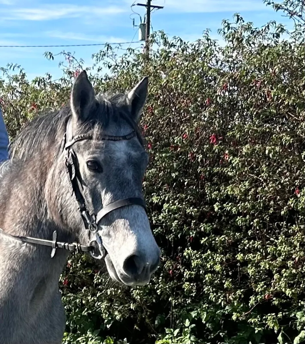 Lovely allrounder - Image 3