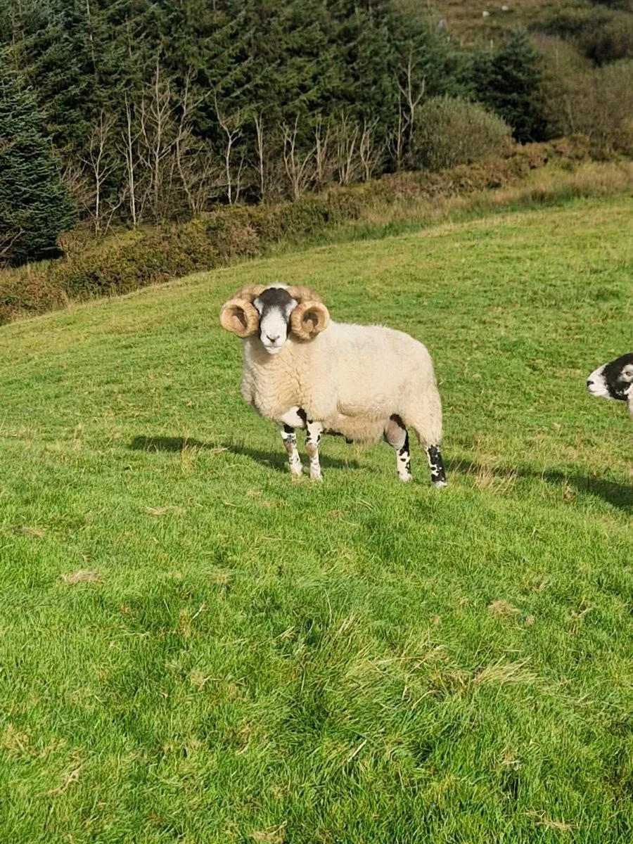 Lanark Ram - Image 1