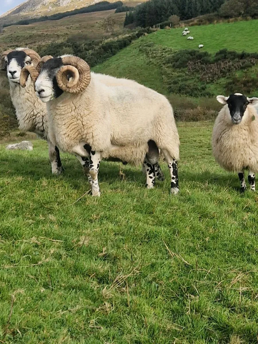 Lanark Ram - Image 2