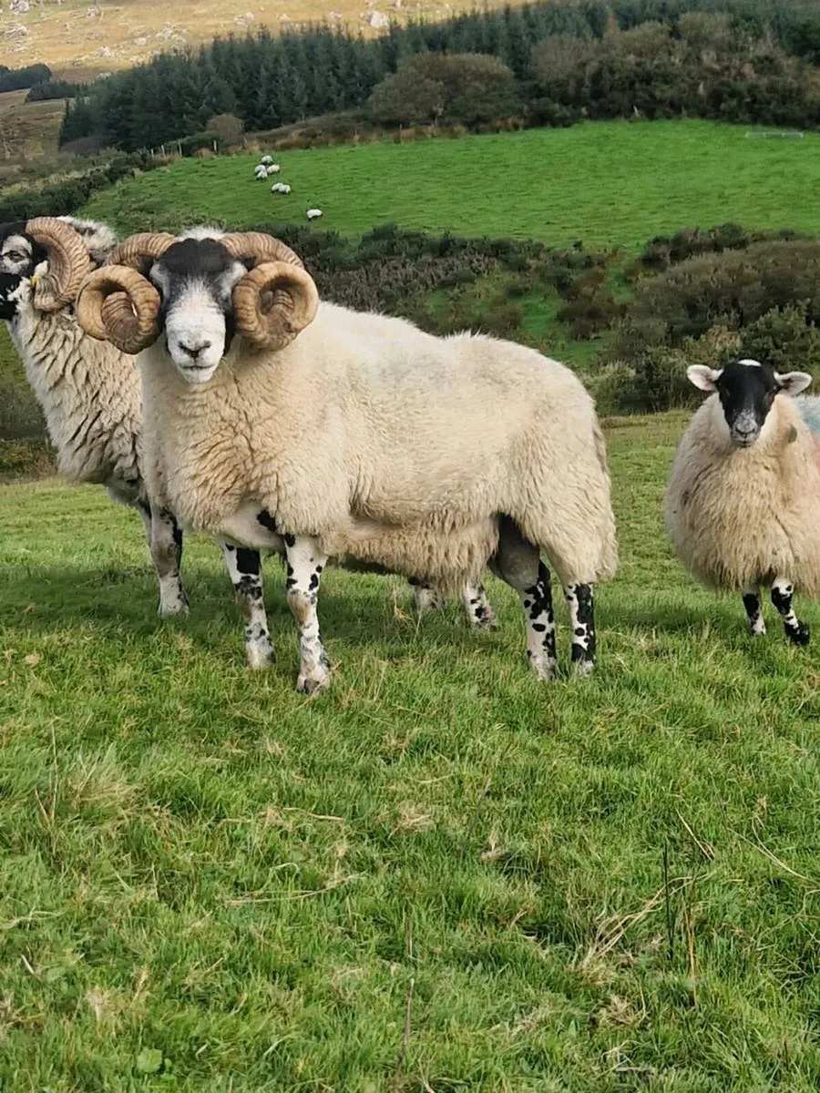 Lanark Ram - Image 3