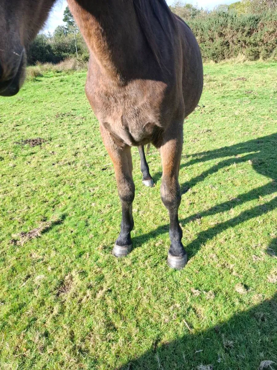 Sporthorse - Image 3