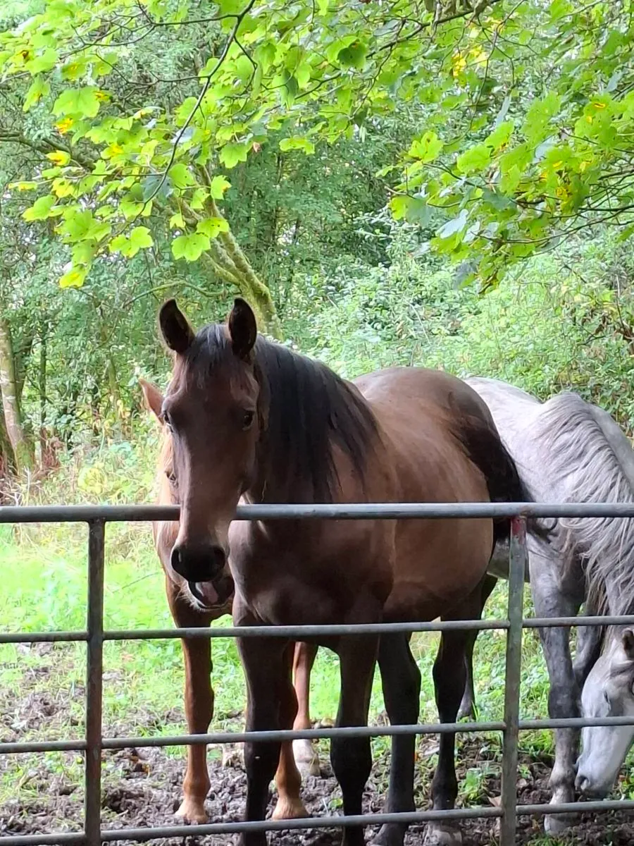 Sporthorse - Image 4