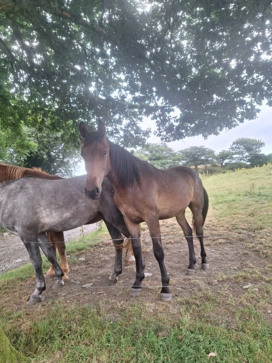 Sporthorse - Image 1