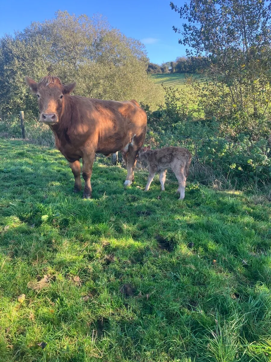 Incalf Heifers for sale - Image 1